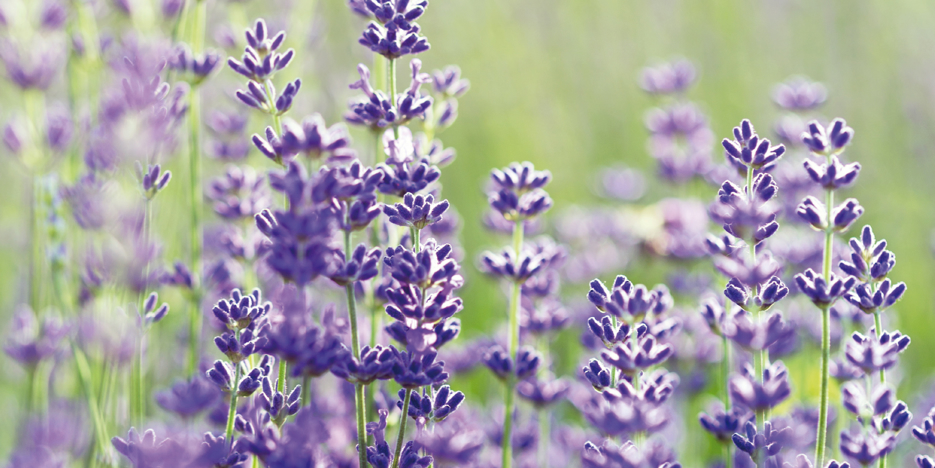 Lavendel – das blaue Gold