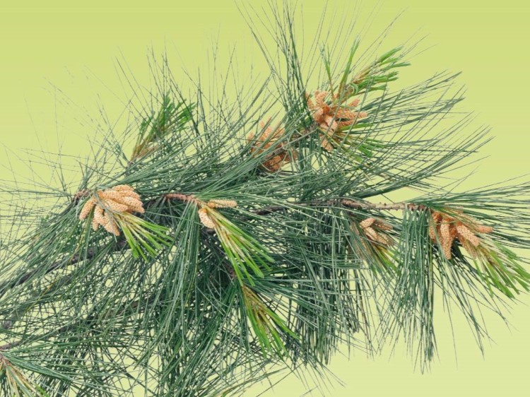 Zweig eines Arvenbaumes auf gelbem Hintergrund
