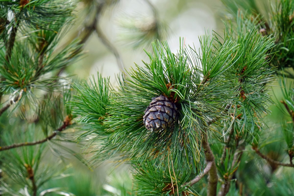 Pflanzenporträt Arve – die Königin der Alpen - aromalife.ch