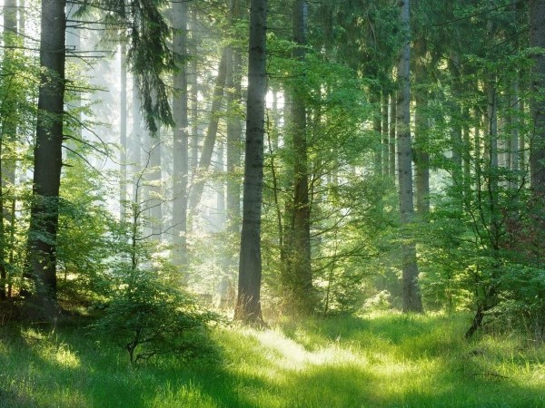Ein hell erleuchteter Wald mit Sonnenstrahlen