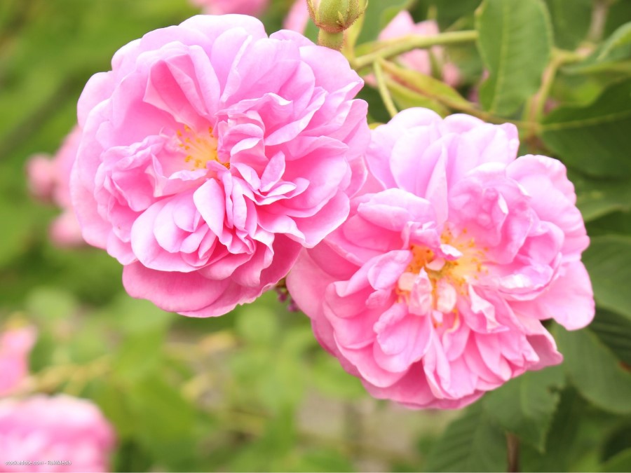 Rosa damascena