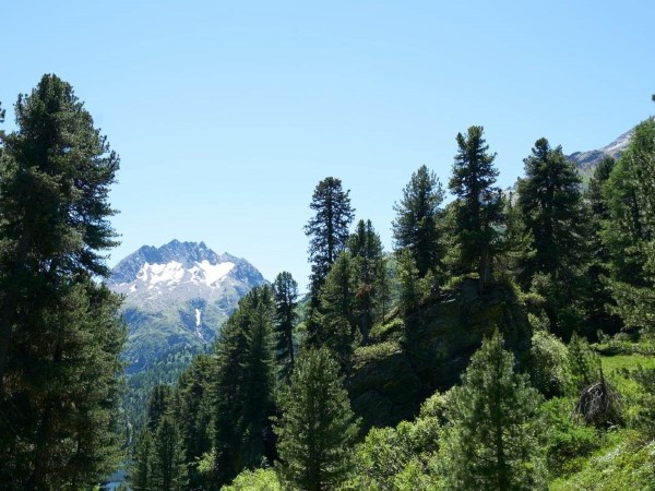 Arvenwald mit Berg im Hintergrund
