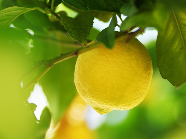 Zitrone vom Baum hängend