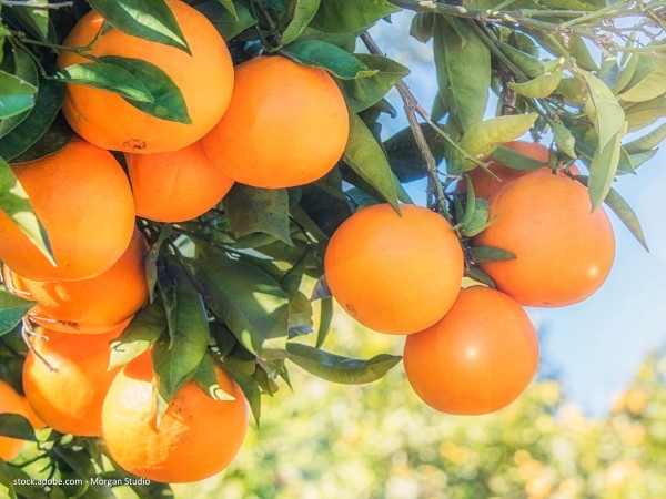 Orange süss am Baum hängend
