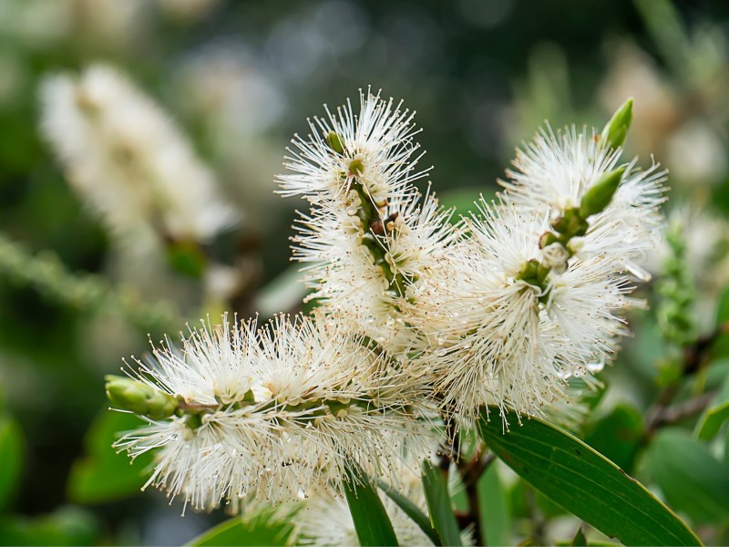 Niaouli-Blüte im Fokus mit Sträuchern verschwommen im Hintergrund