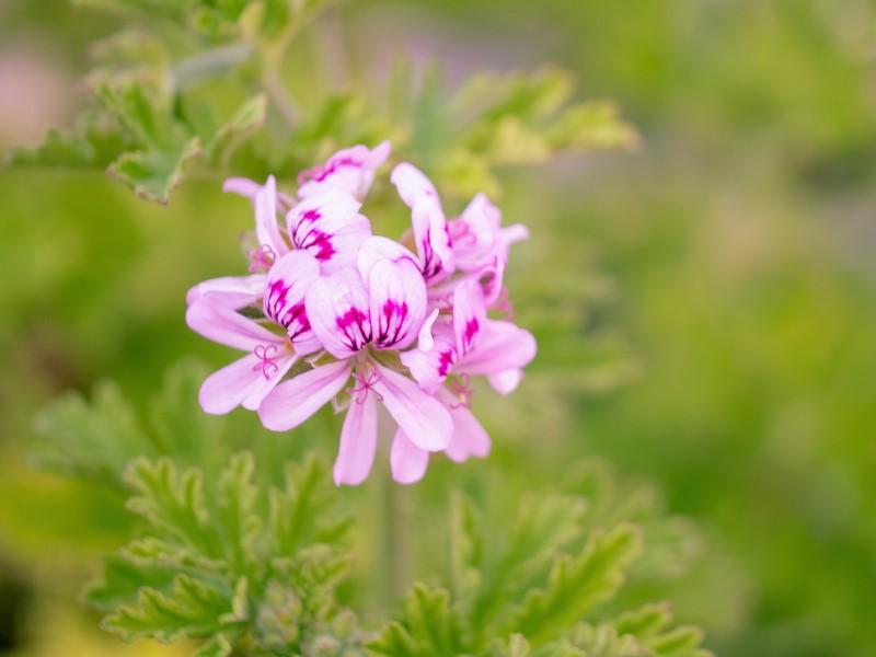 Nahaufnahme der Blüte der Rosengeranie auf einer Wiese
