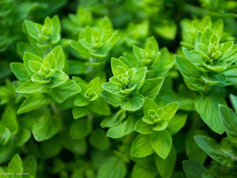 Nahaufnahme Oregano-Ast mit mehreren Blättern daran.