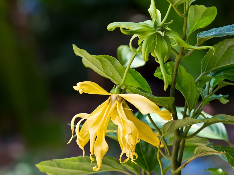 Ylang Ylang Pflanze mit gelber Blüte im Fokus und einem dunklen Hintergrund.