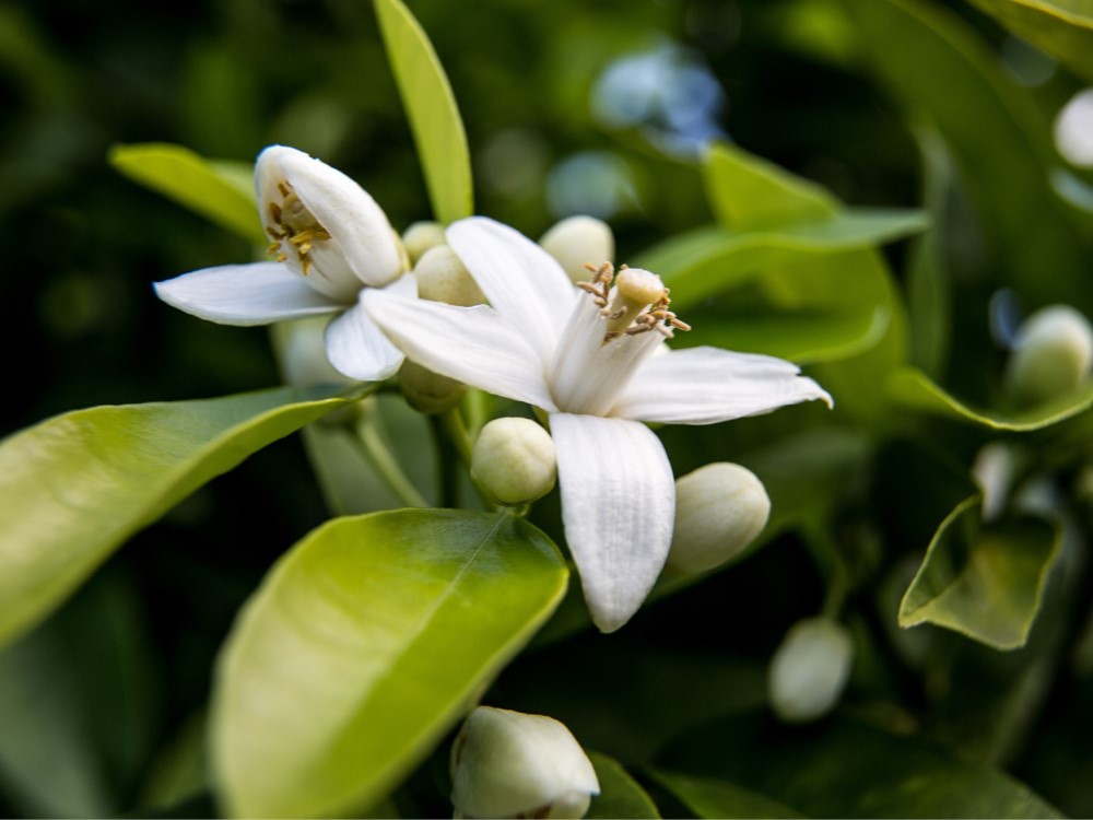 Blüte des Bitterorangenbaums, aus dem Neroli gewonnen wird