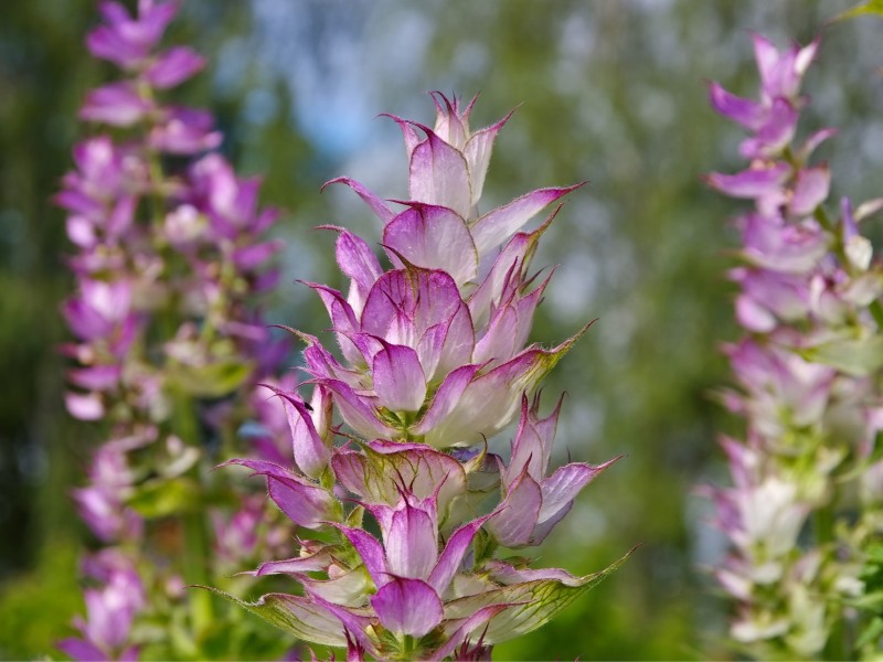 Muskatellersalbei in voller Blüte